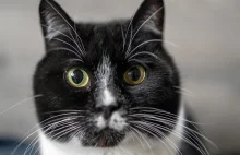 Wścieklizna się rozprzestrzenia. Wykryto kolejne ognisko..