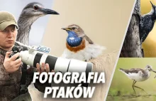 Jak zacząć fotografować ptaki