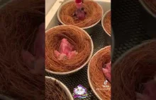 Nie zesraj się mały ptaszku