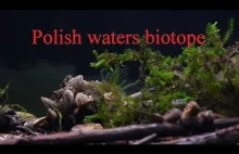 Akwarium 115 litrów - biotop Polski/zalew w Nadarzycach