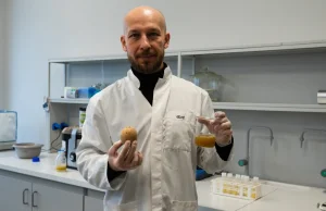 Sok z ziemniaka może leczyć - udowadniają poznańscy naukowcy - WIELKOPOLSKA