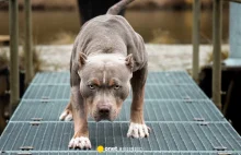 Pitbull zagryzł 47-latka. Sprawa została umorzona (2022)