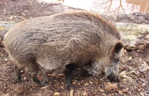 Włochy chcą zabić 1mln dzików, by bronić szynkę parmeńską. chcą Wykorzystać wojs