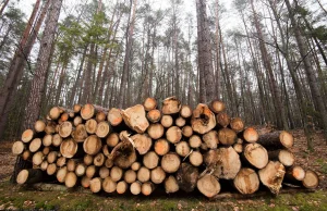 Polskie lasy znikają w piecach elektrowni? "Udajemy, że to OZE"