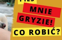 Psy w Polsce. Brak kontroli, pogryzienia i rosnące koszty