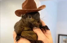 Wiewiór zginął na darmo? Są wyniki testów Peanut i Freda na wściekliznę