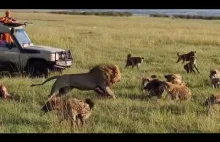 Król sawanny kontra vs 30 hien! Rzadka śmierć