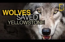 Krótki dokument o tym jak przywrócenie wilków do Yellowstone uratowało park