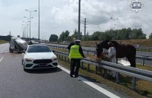 Na autostradzie A4 na wys. Gliwic z przyczepy transportowej wypadł koń.