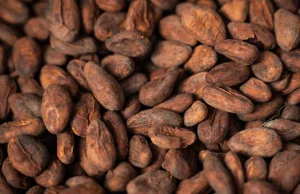 Ceny kakao rosną najmocniej od 25 lat