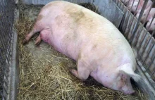 kłiiiii kłiiiii Ostrzegamy Polaków - wolność słowa zagrożona jak nigdy