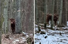 Wybierasz się na spacer po trójmiejskich lasach? Uważaj na zbiegłego byka! - eso