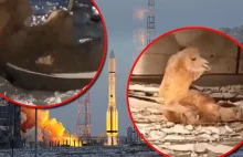 Wielbłąd wpadł do studni na kosmodromie Bajkonur