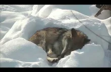 Śpiący wilk dostaje powiadomienie o posiłku