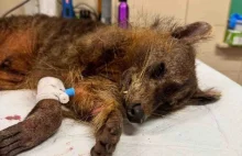 Tak, to jest piesek, skrajnie zaniedbany, którego żywcem zjadały robaki,