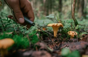 Nie mają robaków i są bardzo zdrowe. Dlaczego warto jeść kurki?