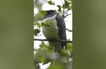 Kereru - największy żul wśród gołębi.