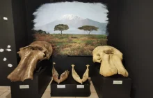 W tym miejscu w Polsce zabito ponad 100 mamutów.