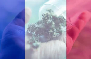 Czy pacjenci medycznej marihuany we Francji stracą dostęp do leku?