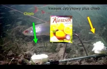 Reakcja ryb na kwasek cytrynowy