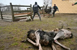 Rosjanie zjedli bizona, kangura, wilki, osły i strusie w okupowanym zoo