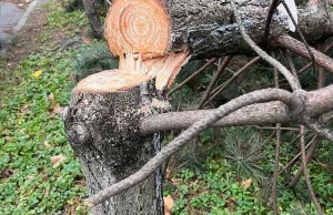 2 tys. zł za wskazanie sprawcy wycięcia drzew