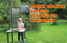 Pomidory w sierpniu w szklarni PTF Pomidor Premium Plus i namiocie foliowym