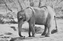 Słonica Kinga nie żyje. Popełniono całą serię błędów..