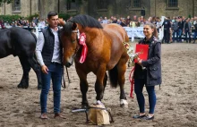 XXI Ogólnopolski Czempionat Koni Zimnokrwistych w Kętrzynie