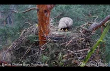 Samica bielika zjada własne pisklę z rozbitego jaja A female WTE eats her own ch