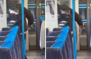 Trwa desperacka obława w Londynie. Atak w metrze
