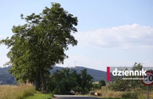 Ktoś wyciął w nocy 22 drzewa na drodze koło Wałbrzycha.