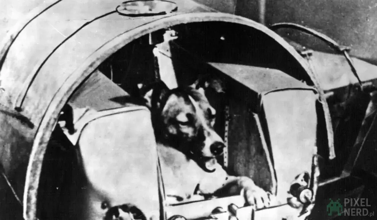 68 lat temu Łajka poleciała w kosmos pierwszy pies, który zapłacił życiem...