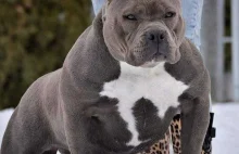 3 American Bully prawie zabiły człowieka, właściciel przed sądem