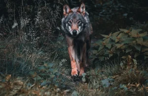 Wilki zjadły człowieka? Śmierć Józefa z Makowej pozostanie tajemnicą