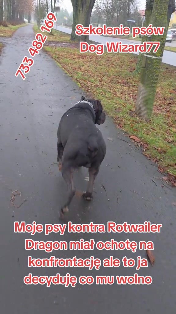 W psiej Polsce dalej stabilnie, czekamy na kolejną tragedię?