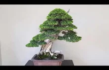Bonsai - Taxus cuspidata - ciś japoński