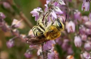 Ryjący w ziemi przedsiębiorcy, czyli rzecz o pszczolinkach