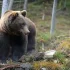 To aktywiści ekologiczni naruszyli spokój niedźwiedzia i sprowokowali atak
