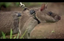 Szczury pomagają w wykrywaniu min.