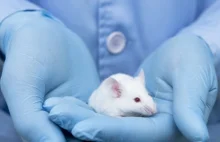 Udało się stworzyć komórki jajowe myszy z organizmu dorosłych samców.