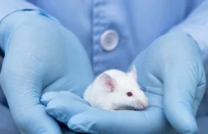 Udało się stworzyć komórki jajowe myszy z organizmu dorosłych samców.