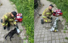 Strażacy w ostatniej chwili uratowali topiącego się kota