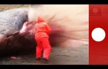 Eksplodujący martwy wieloryb