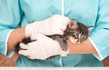 Tajemnicza choroba u kotów. "Żadne leczenie nie przynosi rezultatów"