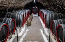 Litomierzycki Szlak Winiarski - najstarsze miejsce uprawy wina w Czechach
