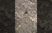 Pajączki Meta menardi | The meta menardi spiders | cave | 4K #arachnofobia #shor