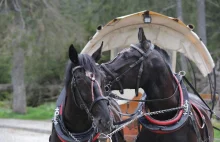 Transport konny do Morskiego Oka to ogromne cierpienie. Fakty są wstrząsające