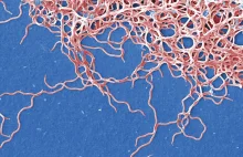 Mangan w walce z boreliozą. Nowe odkrycie może zmienić terapię groźnej choroby