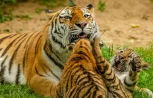 Smutne wieści z Niemiec. Zoo "musiało" uśpić maleńkie tygryski :(